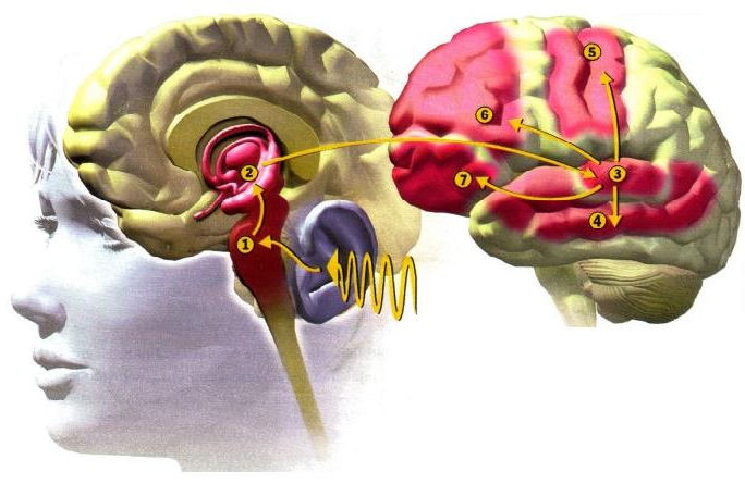 Alfred Tomatis entdeckte den Zusammenhang von Gehör, Gleichgewichtsinn und Gehirn.